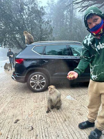 Barbary macaques in the cedar forest near Azrou